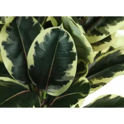 Monarch Artificial plant - 47"h / indoor oak tree in a 5" pot