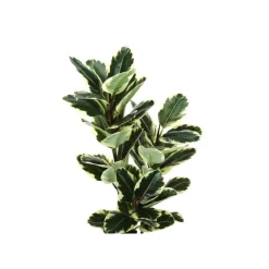 Monarch Artificial plant - 47