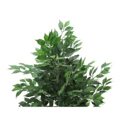Monarch Artificial plant - 58"h / indoor ficus tree in a 6" pot