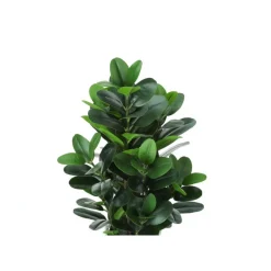 Monarch Artificial plant - 31"h / indoor garcinia in a 7" pot