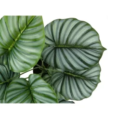 Monarch Artificial plant - 24