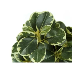 Monarch Artificial plant - 2pcs / 14